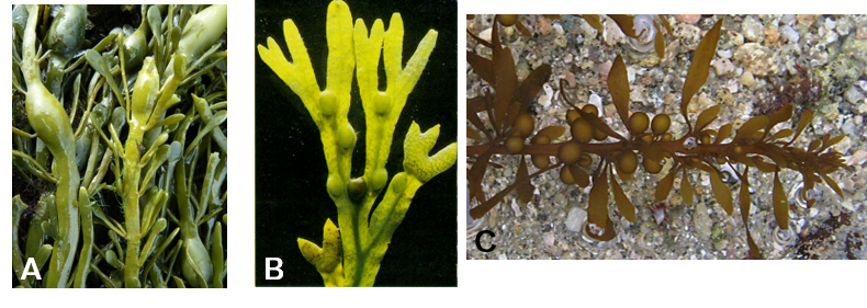 Vésicules aérifères chez *Ascosphyllum nododum* (A.), *Fucus vesiculosus* (B.), *Sargassum muticum*(C.)