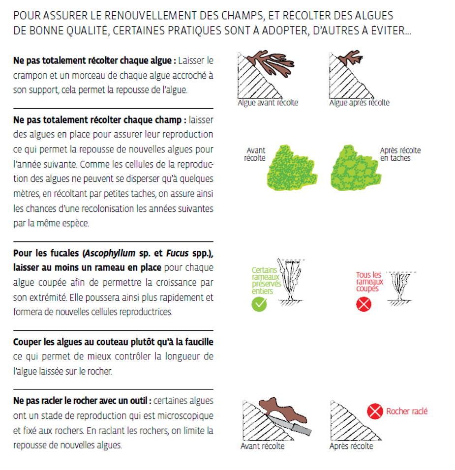 Exemples de mauvaises et bonnes pratiques pour la récolte du goémon de rive