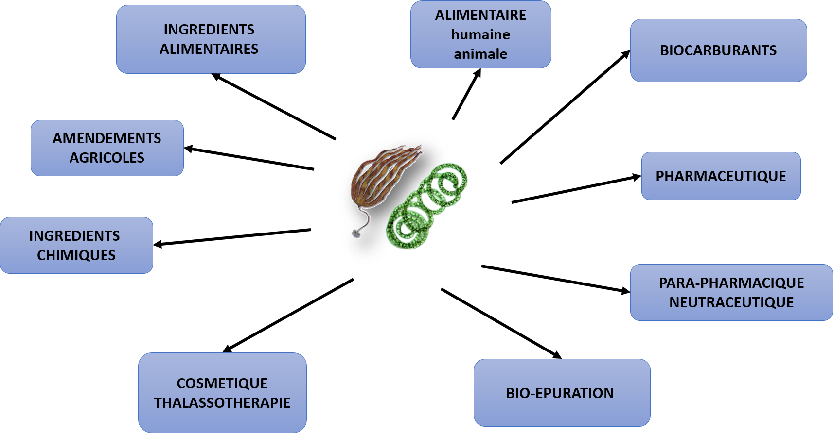 Domaines d'application des micro et macroalgues à l'échelle mondiale.