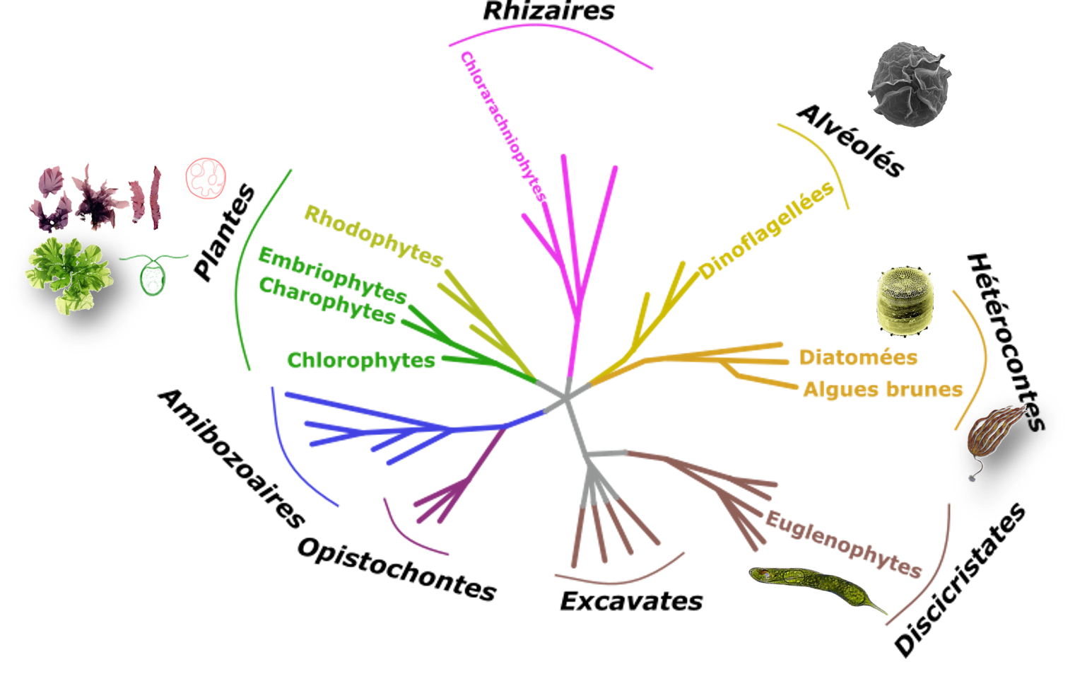 Arbre phylogénétique représentant les principaux groupes eucaryotes basé sur des données moléculaires et structurales, @baldauf2003 modifié.