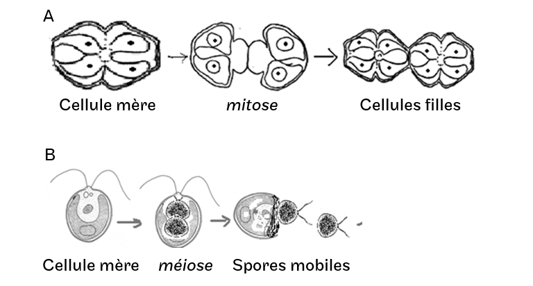 A. Multiplication végétative par mitose d'un archéthalle unicellulaire; B. Production de spores par méiose d'un archéthalle unicellulaire mobile