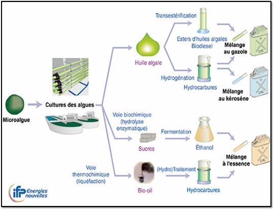 Processus de production de biocarburant à partir de microalgues