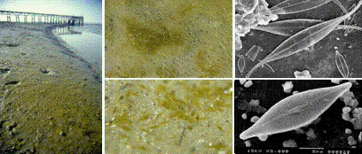 Biofilms à la surface des sédiments composés de diatomés pennées.