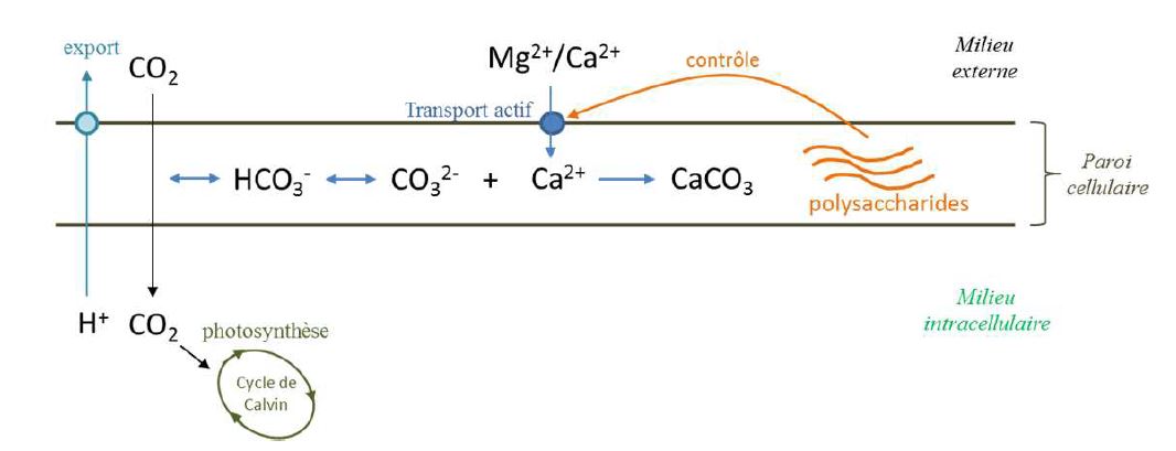 Schéma récapitulatif des processus de calcification dans la paroi cellulaire des Corallinacées (d'après Noisette F., 2013)