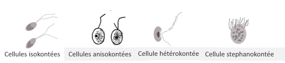 Différentes structures flagellaires chez les eucaryotes