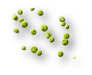 *Chlorella sp.* (Chlorophycée)