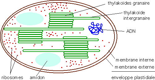 Ultrastructure d'un chloroplaste