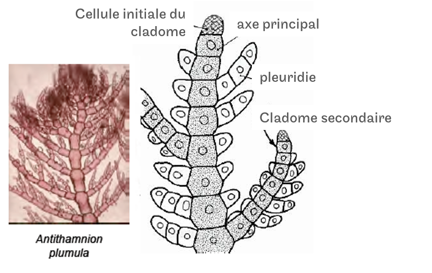 Structure d'un thalle cladomien.