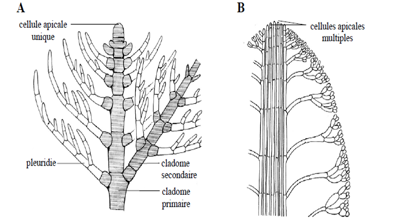 Structure des thalles cladomiens. A. Cladome uniaxial d'*Antithamnion sp.*; B. Cladome multiaxial de *Codium sp.*