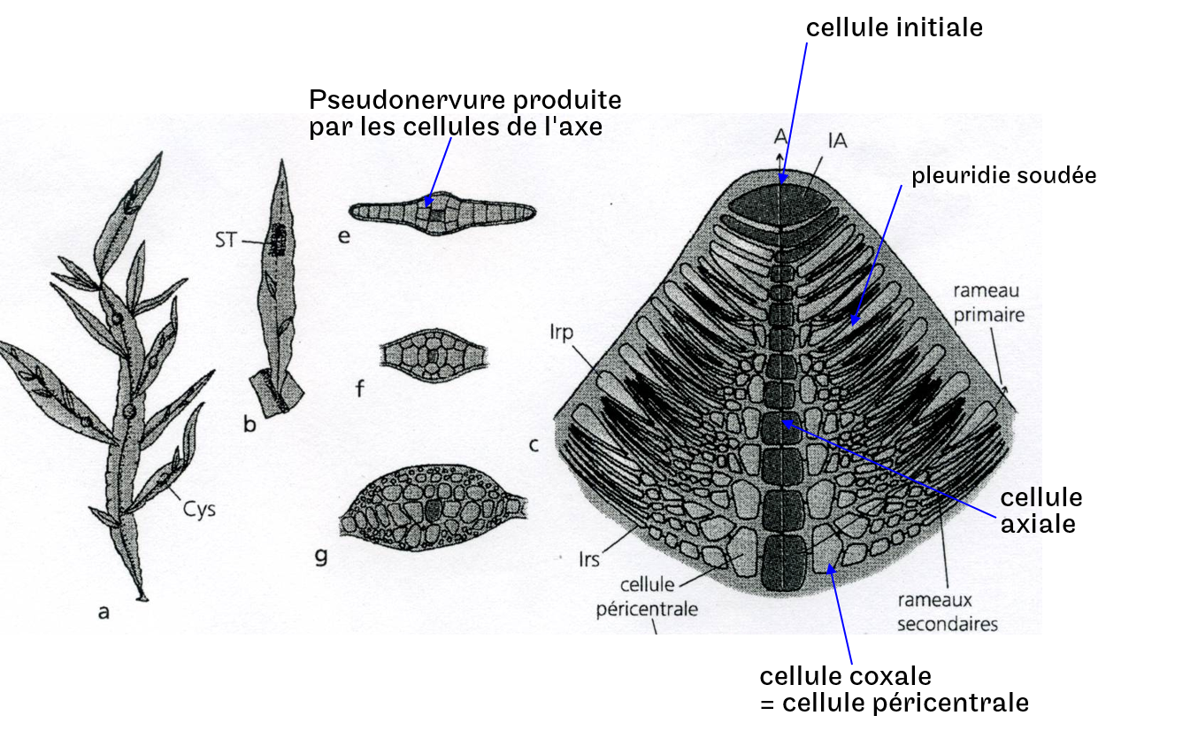 Exemple d'un thalle cladomien avec fusion des pleuridies