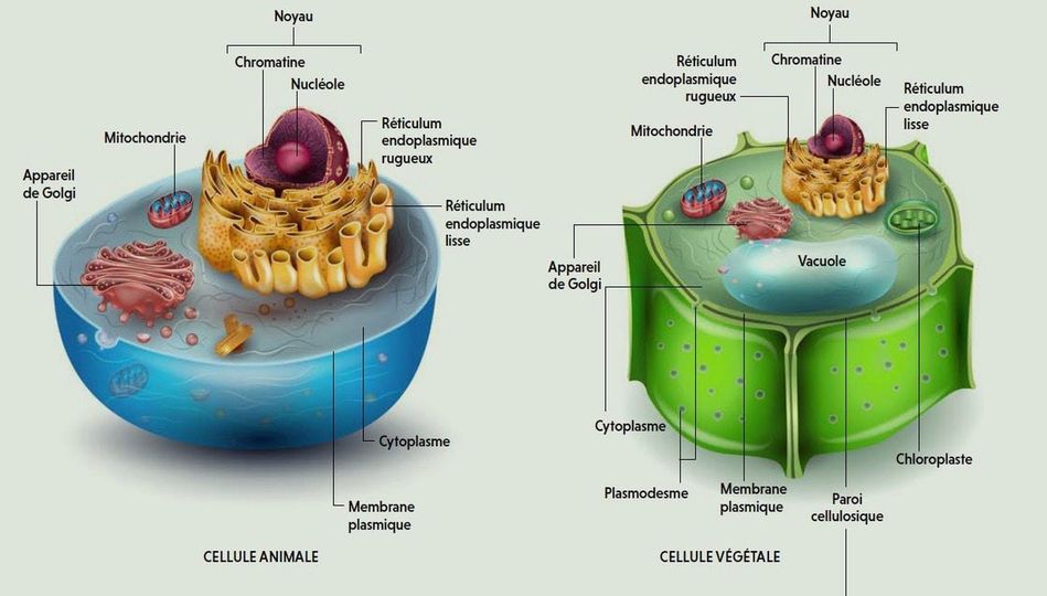 Comparaison de la structure d'une cellule animale et d'une cellule végétale