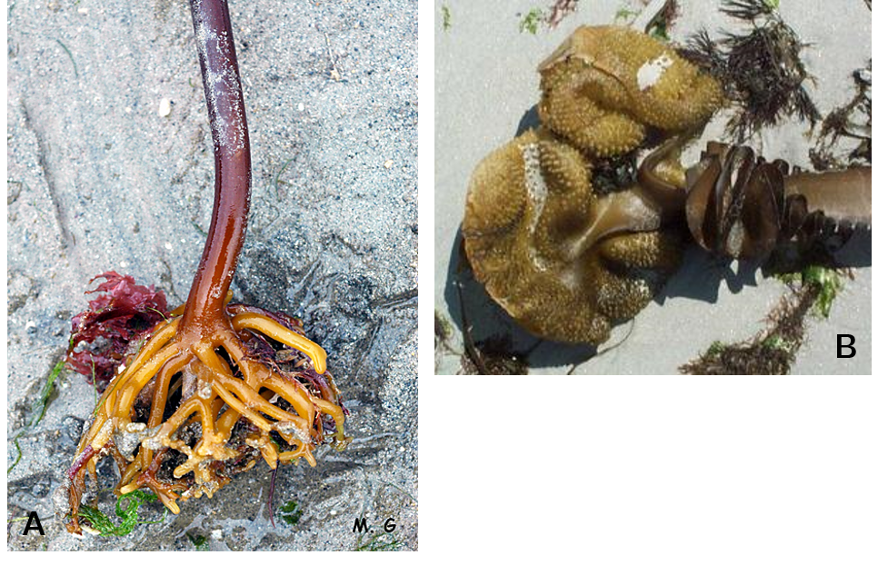 Exemples d' haptères chez *Laminaria digitata* (A.) et de bulbes chez *Sacchoriza polyschides* (B.)