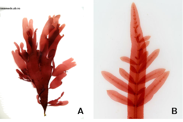 Exemples de ramifications sur la bordure du thalle chez *Palmaria palmata* (A) et le long de la pseudo-nervure chez *Hypoglossum hypoglossoides* (B)