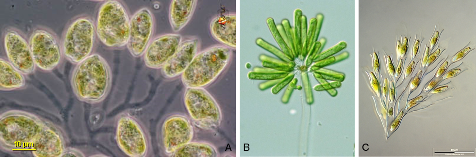 Exemples de colonies dendroïdes. A. *Colacium  sp.* ; B. *Ophiocytium arbuscula* ; C. *Dinobryon divergens*