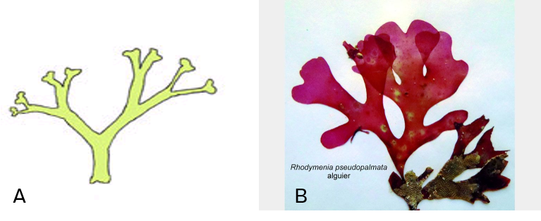 Ramification dichotomique A. Régulière *Dictyota dichotoma* ; B. Irrégulière *Rhodymenia pseudo-palmata*