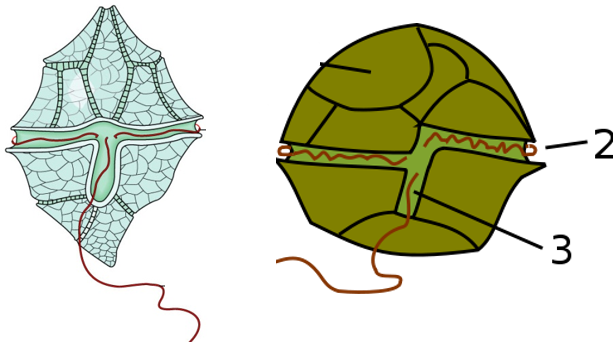 Organisation flagellaire chez des dinoflagellés