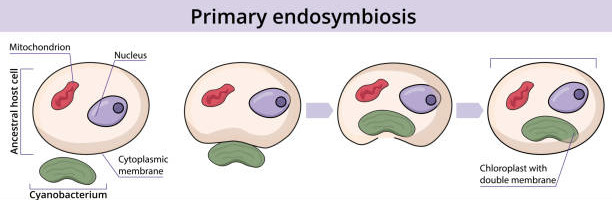 Schéma explicatif de l'endosymbiose primaire