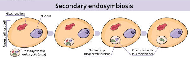 Schéma explicatif de l'endosymbiose secondaire