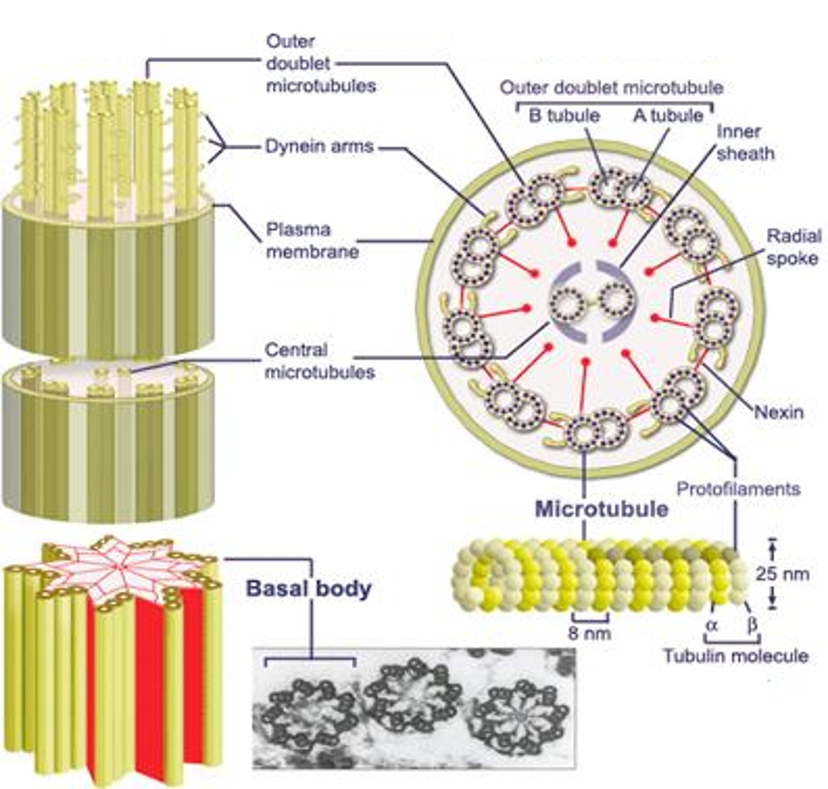 Structure interne d'un flagelle d'eucaryote