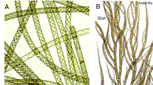 Exemples filaments unisériés sans ramifications A. *Spyrogira  sp.* ; avec ramifications B. *Pylaiella sp.*