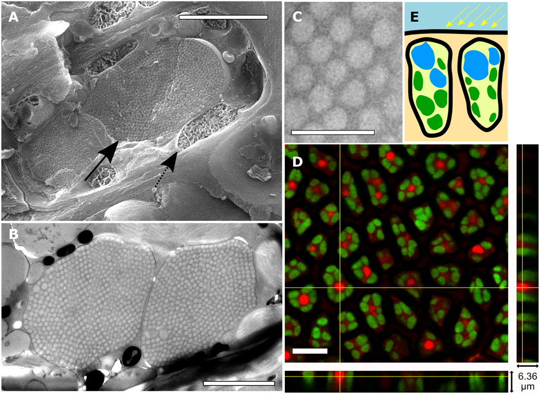 Structure et composition des OPC (organites de pigments chromatiques). (A) Image Cryo-SEM d'une cellule épidermique. Barre d'échelle, 2 μm. Les flèches indiquent les positions des OPC (en trait plein) et des chloroplastes (en pointillés) à l'intérieur de la cellule. (B) Coupe transversale d'une cellule épidermique unique (image TEM). Barre d'échelle, 2.5 μm. (C) Nanosphères en configuration quasi-compacte. Barre d'échelle, 1 μm. (D) Images confocales de fluorescence en fausses couleurs des cellules épidermiques pour la chlorophylle (vert) et le colorant lipophile Nile red (rouge). Barre d'échelle, 10 μm. (E) Croquis de la position des OPC (en bleu) et des chloroplastes (en vert) à l'intérieur des cellules épidermiques.[^6.3]