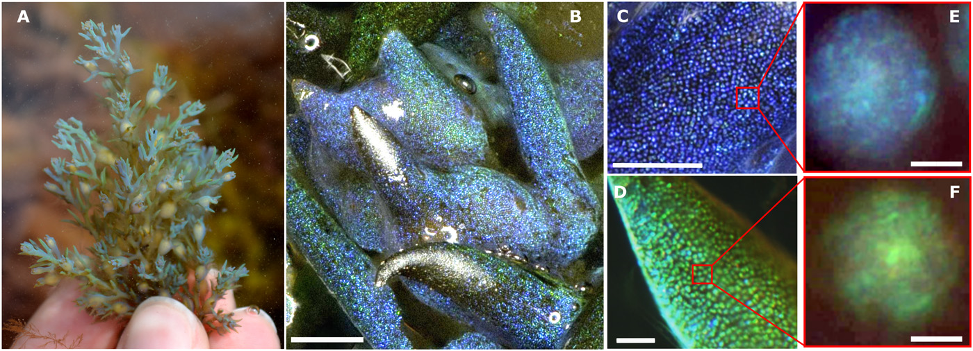 Morphologie et couleur structurelle de *C. tamariscifolia*. (A) *C. tamariscifolia* sur le site de collecte montrant une couleur structurelle. (B) Image à faible grossissement (barre d'échelle, 500 μm) d'un spécimen avec deux couleurs différentes. Gros plan des extrémités des spécimens bleus (C) et verts (D). Barres d'échelle, 50 μm. (E et F) Vésicules individuelles dans les cellules épidermiques de deux spécimens différents sous un microscope optique à fort grossissement. Barres d'échelle, 2 μm. [^6.3]