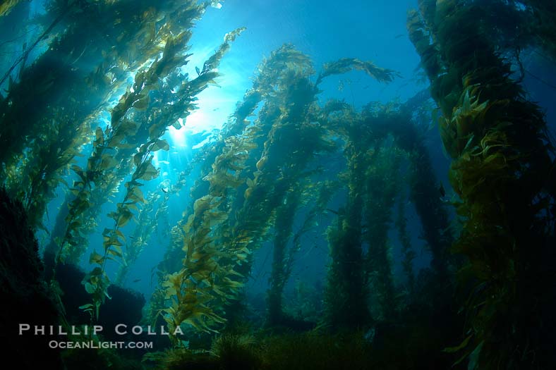 Forêt sous-marine de *Macrocystis pyrifera* (Phillip Colla, OceanLigth.com).