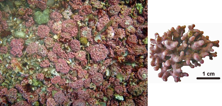 Maërl dans son habitat naturel formant des bancs. Seule la surface du banc est composée d'algues vivantes.