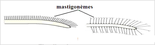 Les mastigonèmes présents sur les flagelles. A gauche un flagelle stichonématés et à droite un flagelle pleuronématés