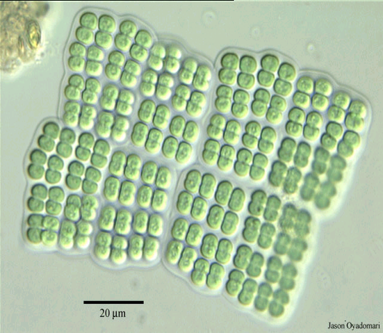 Colonie de *Merismopedia glauca* (Cyanobactérie)