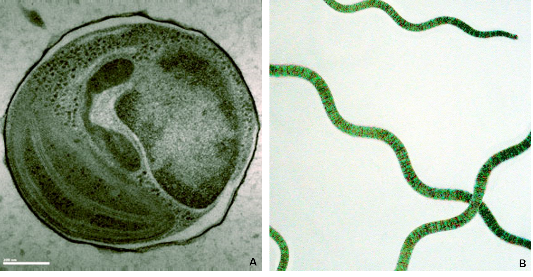 Exemples de microalgues. A. *Ostreococcus tauri*; B. *Arthrospira platensis* (spiruline).