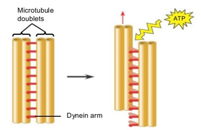 Mouvement entre deux paires de microtubules dans un flagelle d'une cellule eucaryote