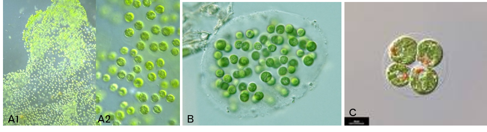 Exemple de colonies palmelloïdes. A1. *Palmella sp.* en colonie ; A2. *Palmella sp.* en solitaire ; B. *Sphaerocystis sp.* ; C. *Chlamydomonas sp.*