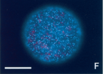 Observation sous lumière UV d’un zygote de Fucus