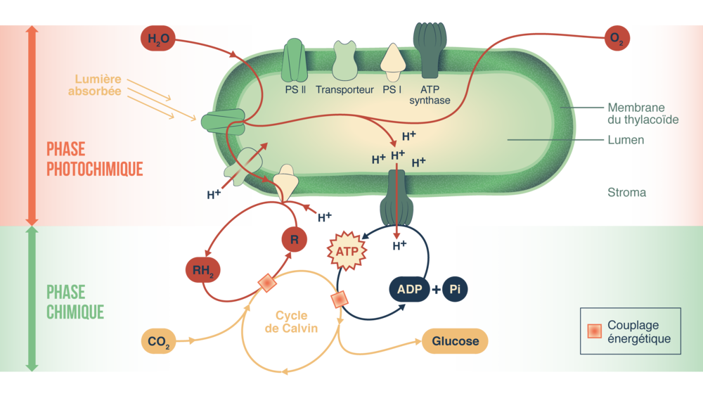 Le thylakoïde siège de la phase claire de la photosynthèse.