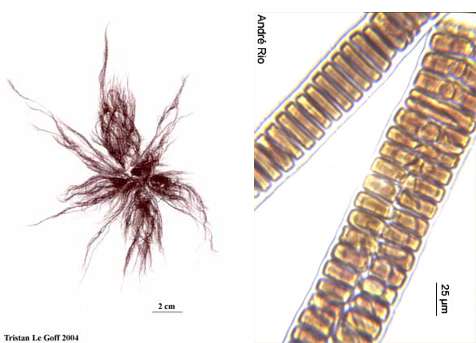 Exemples filaments plurisériés *Bangia sp.*