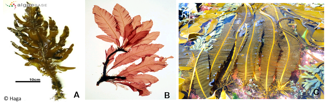 Exemples de pseudo-nervures. A. *Undaria pinnatifida*; B. *Delesseria sanguinea*; C. *Alaria esculenta*