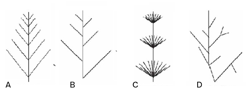 Ramifications A. opposée ; B. alternée ; C. verticilée ; D. Irrégulière