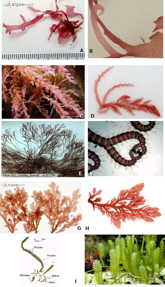 Exemples de ramules chez différentes algues. A-B Crosses *Acrosorium uncinatum* ; C-D *Asparagopsis armata* ; E-F Crochets *Ceramium sp.* ; G-H Peignes *Plocamium cartilagineum* ; I-J Pinnules *Caulerpa taxifolia*