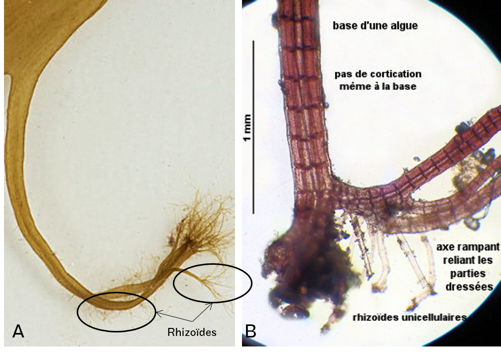 Exemples de rhizoïdes chez A. *Desmarescia sp.*; B. *Polysophinia sp.*