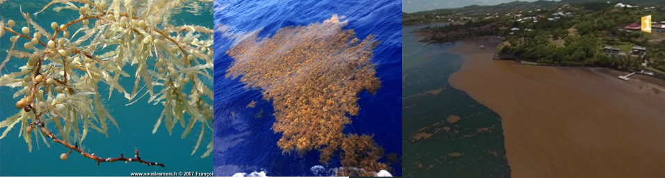 Flotteurs de *Sargassum fluitans* et formation d'îles flottantes.