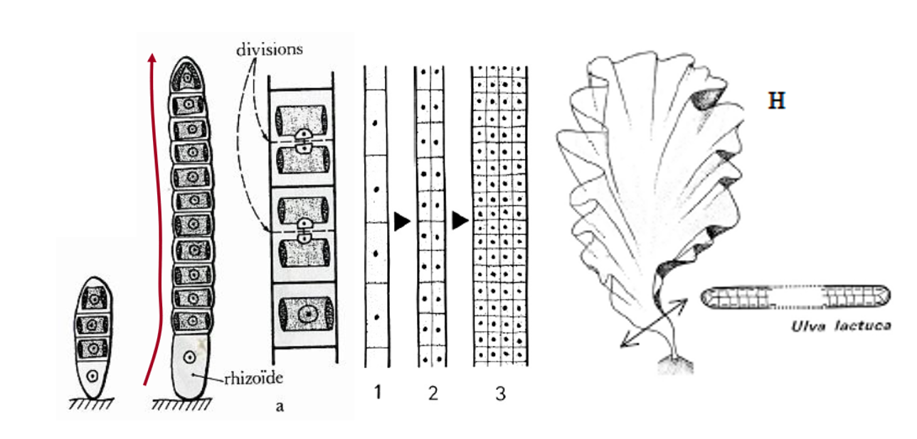 Développement d'un thalle foliacé : *Ulva lactuca*