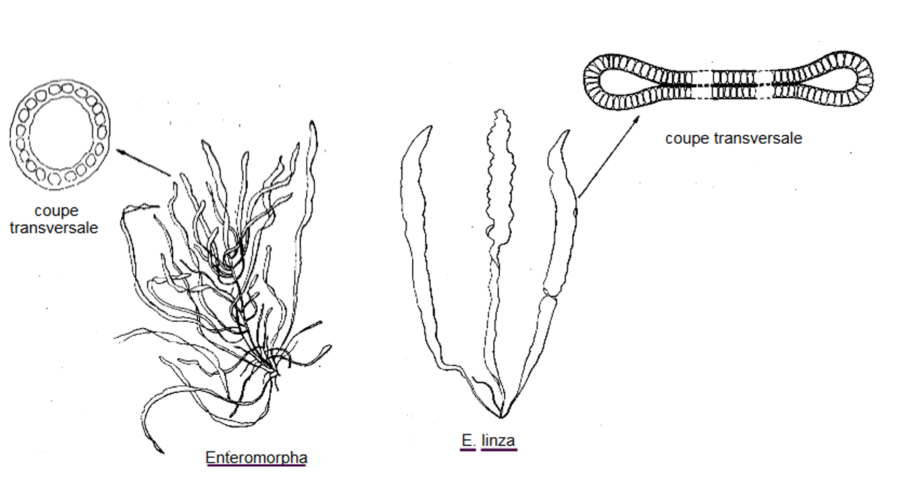 Structure de thalles tubulaires. *Enteromorpha sp.* et *Enteromorpha linza* (FAO)